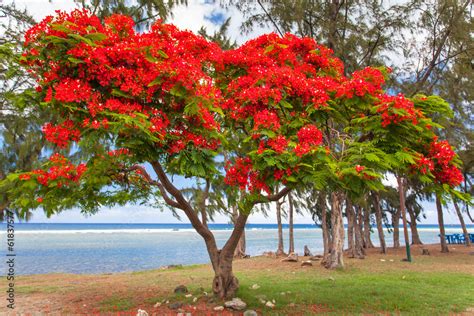 photos de flamboyants.